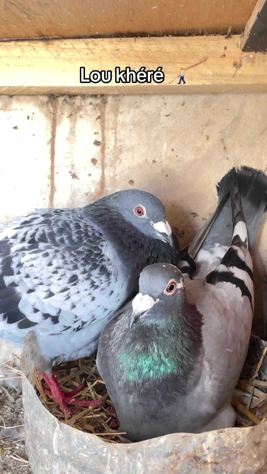@OMZOLOFT🕊🦜🇸🇳