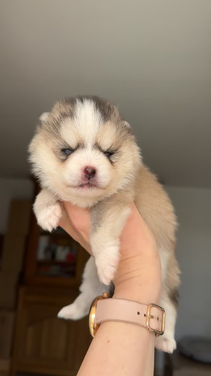 @MCO & POMSKY