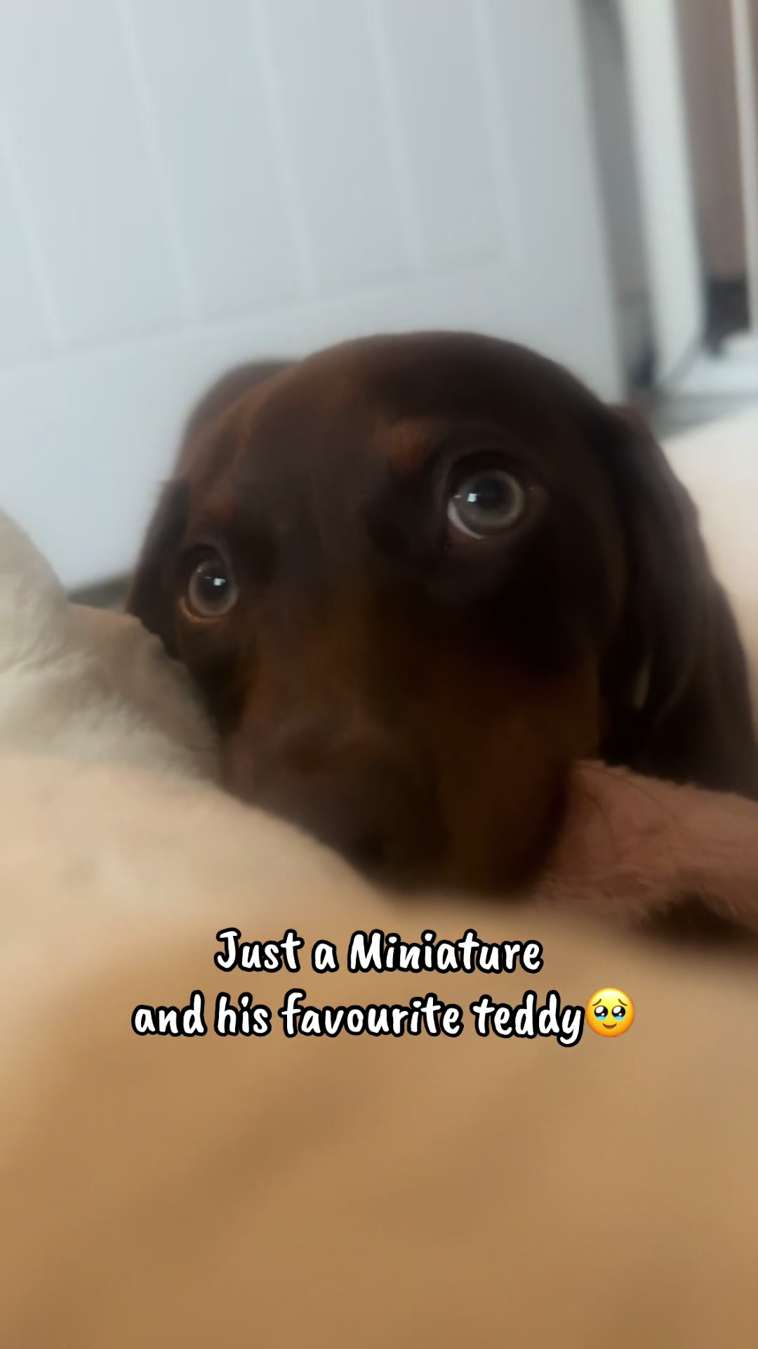@Lennietheminiature