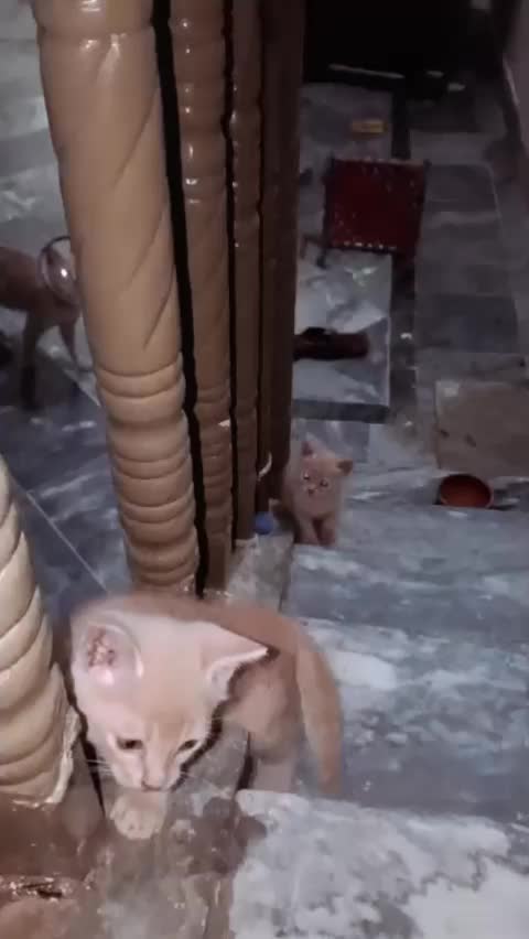 @cutecatlover8172