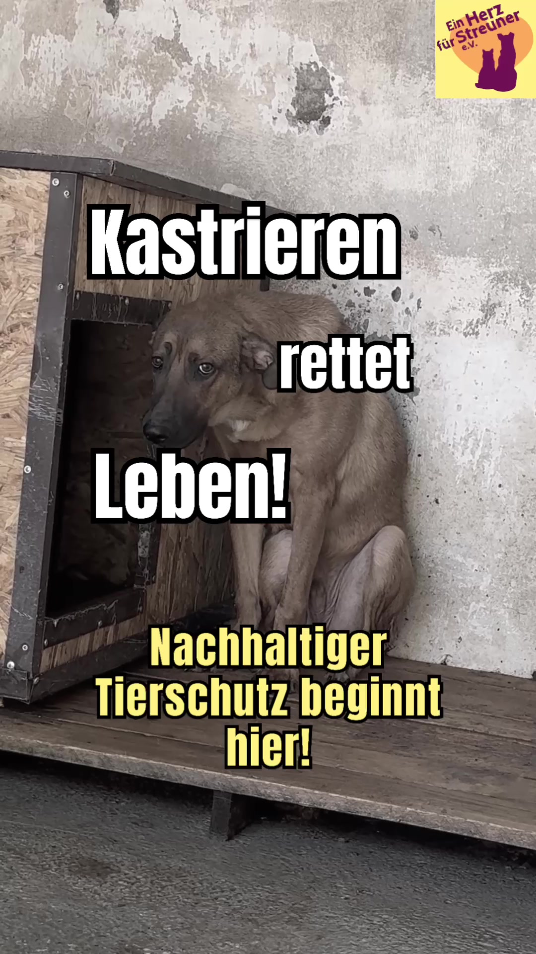 @Ein Herz für Streuner e.V.