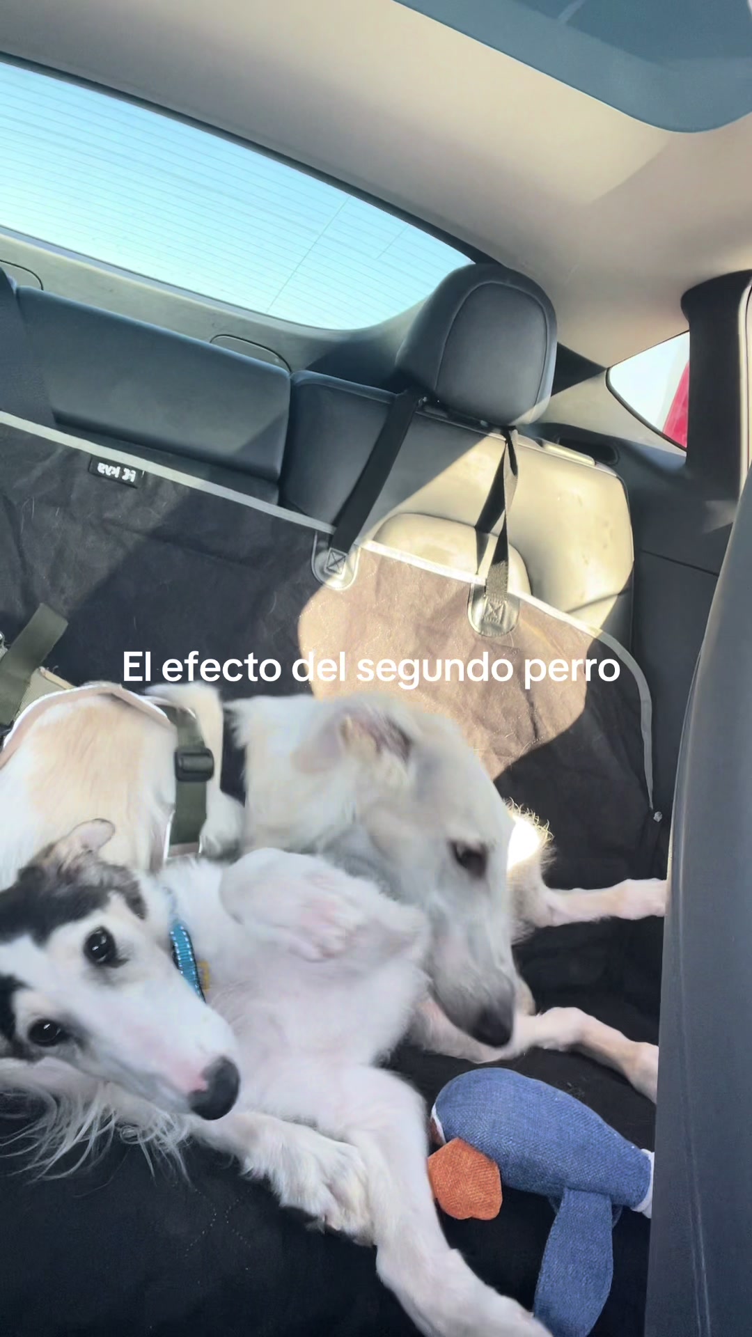 @Un Mexicano y medio