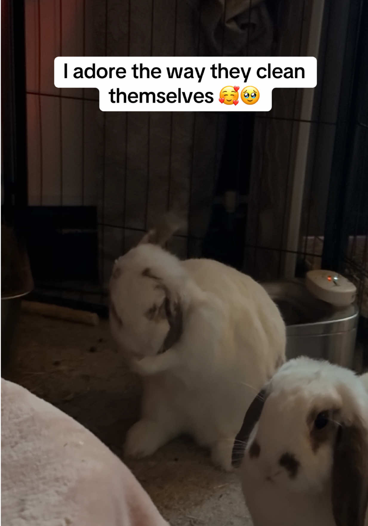 @Bun, two, three, four