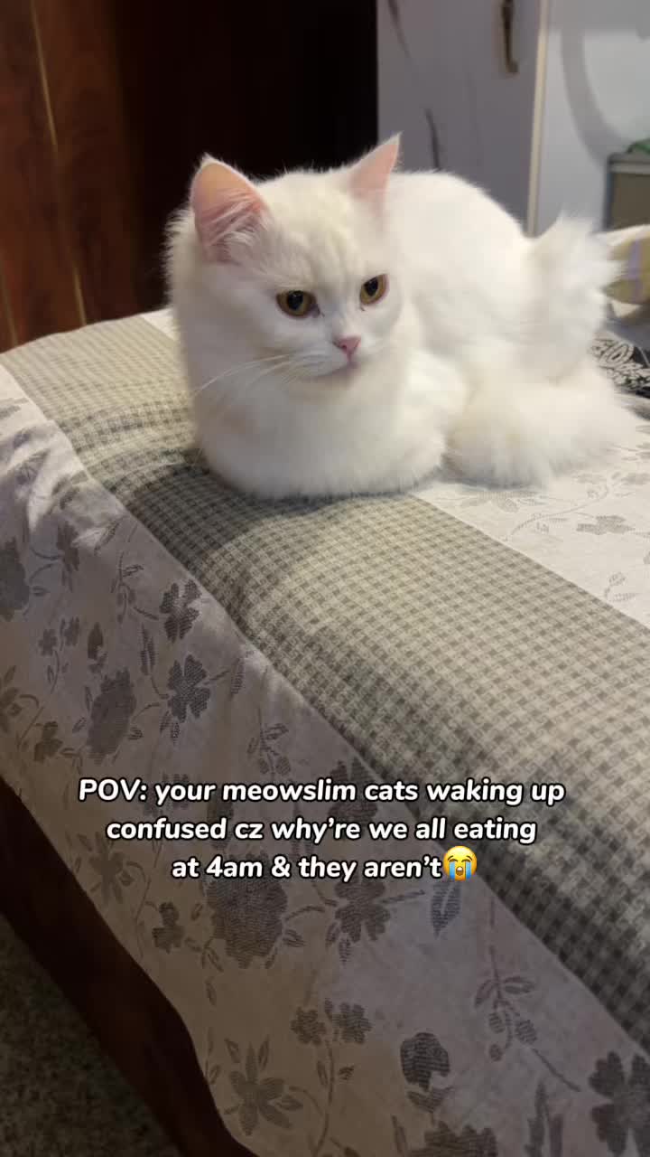 @_purrfecttpaws_
