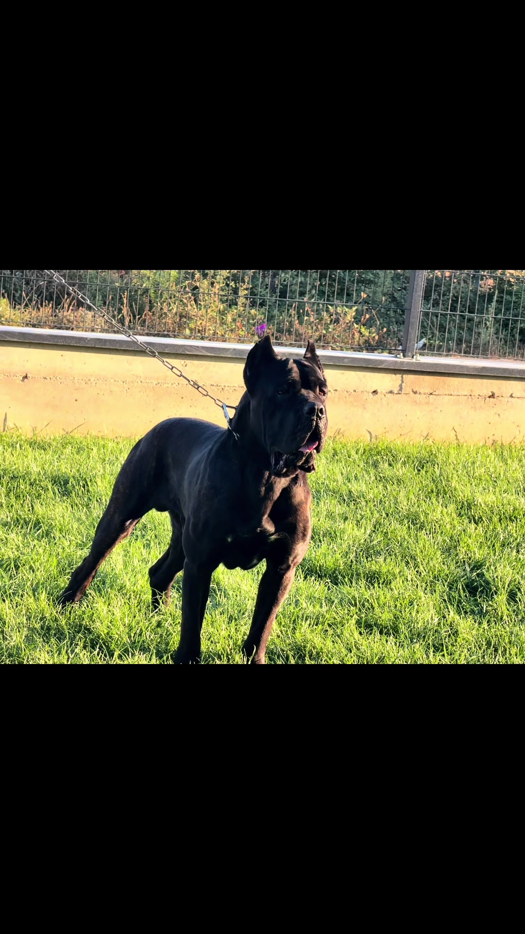 @AlbaniaCaneCorso Kennel