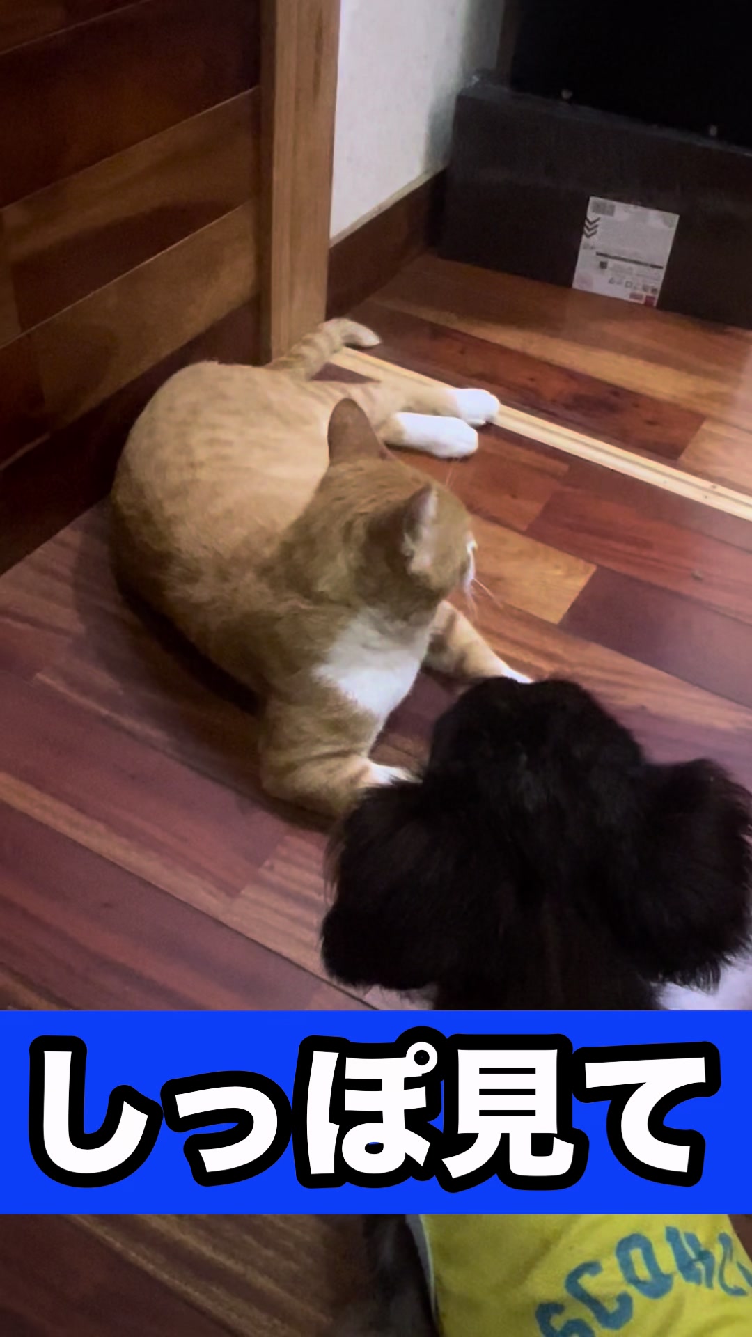 @藤原 政宗 動物好き❤️飛行機好き❤️