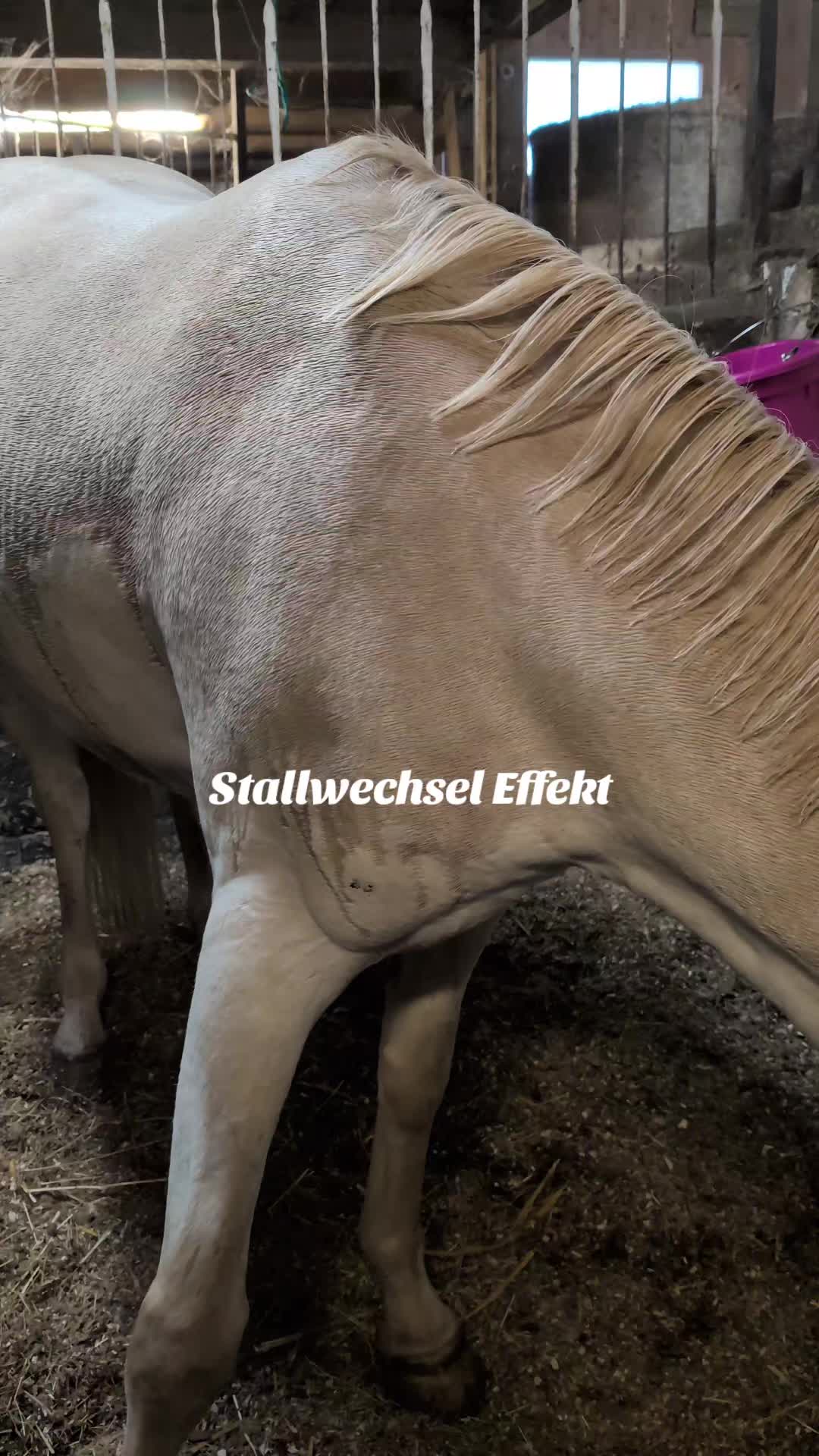 @Khaleesithecremello🦄