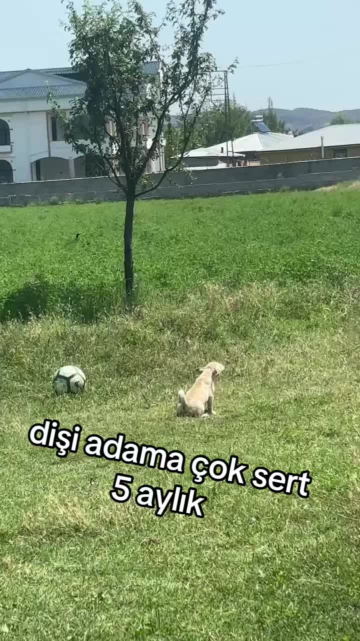 @Özkan Ulurak