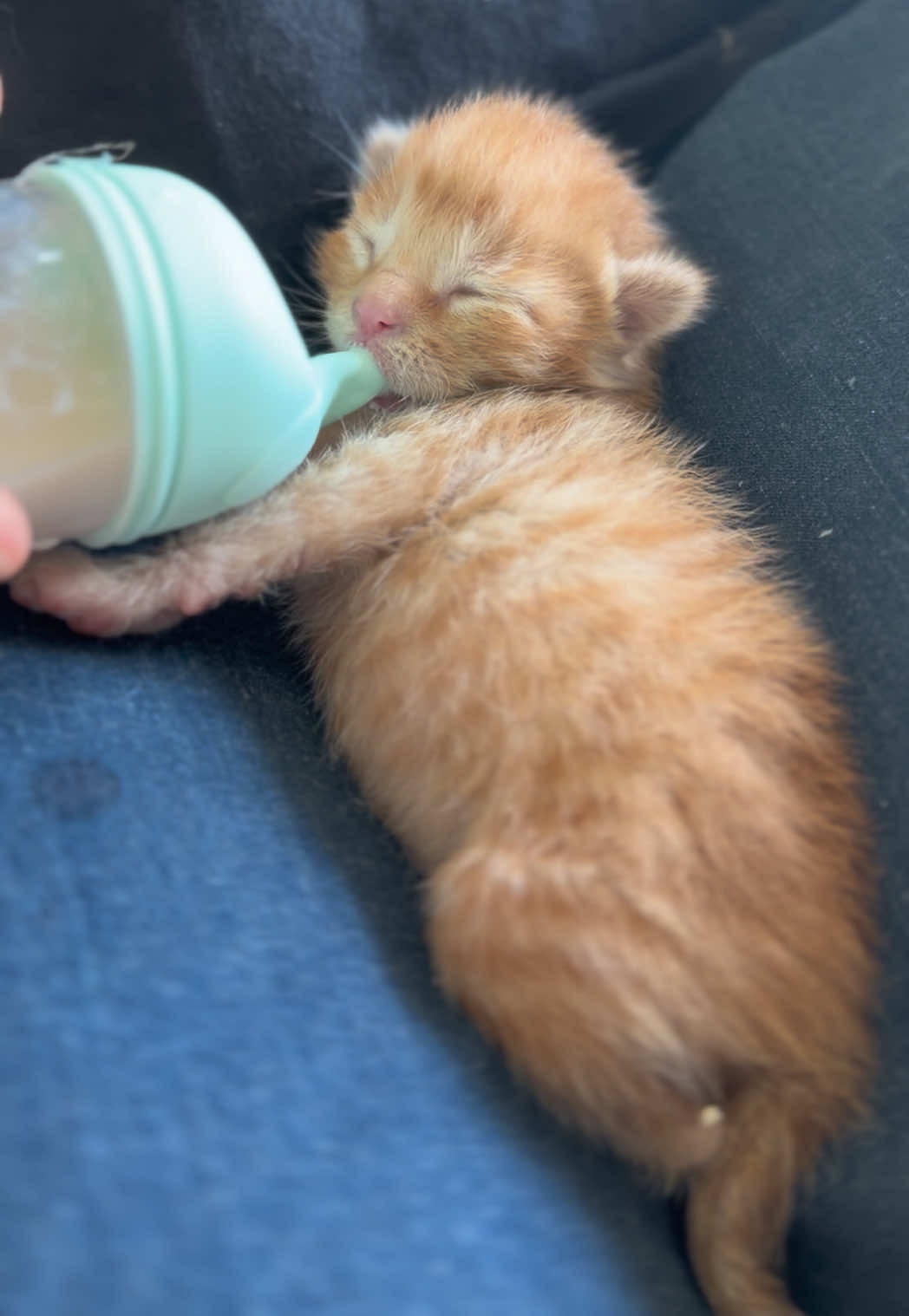 @Whiskers Of Winfield - Meg