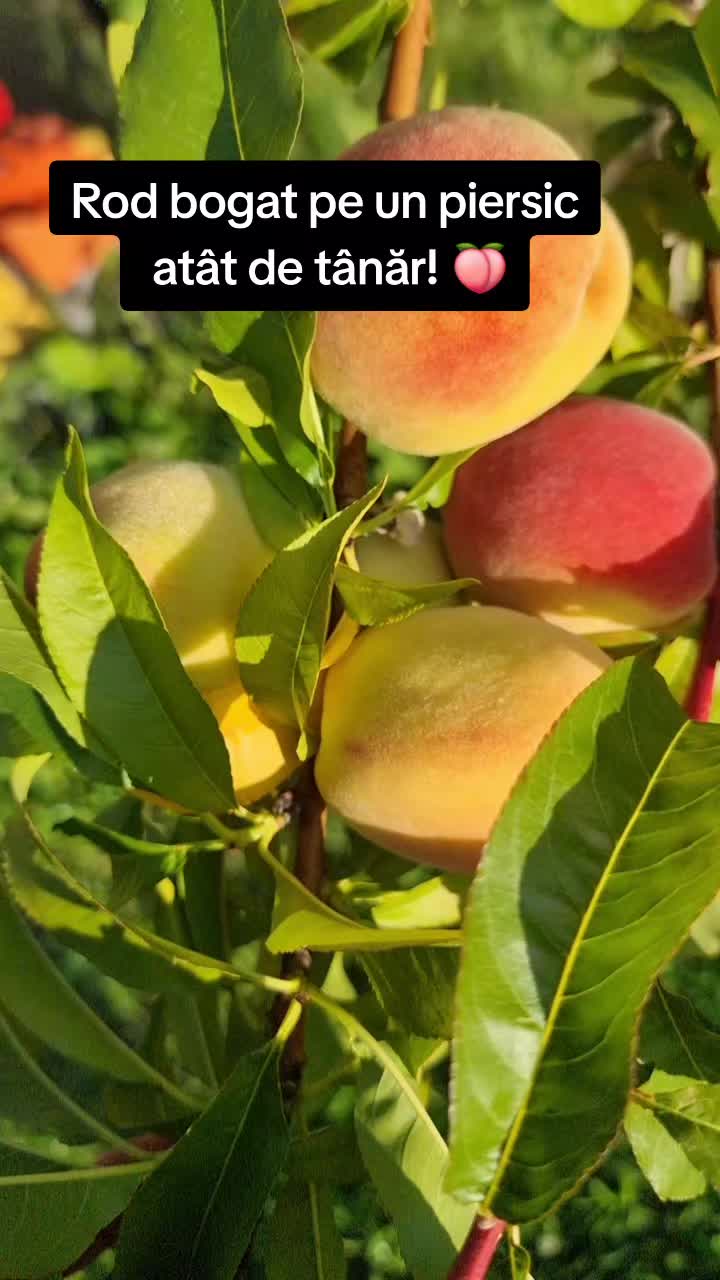 @🍎Din natură & Din tradiție