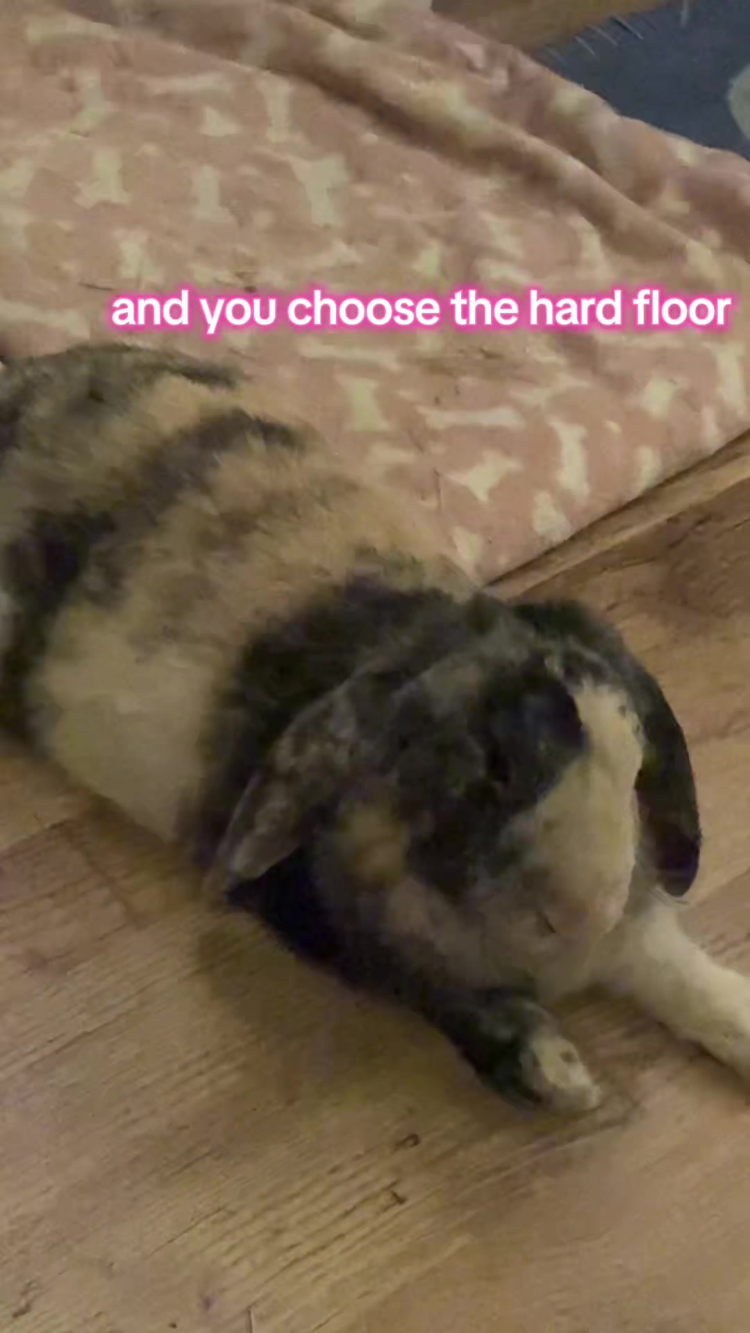 @Vexatiouus