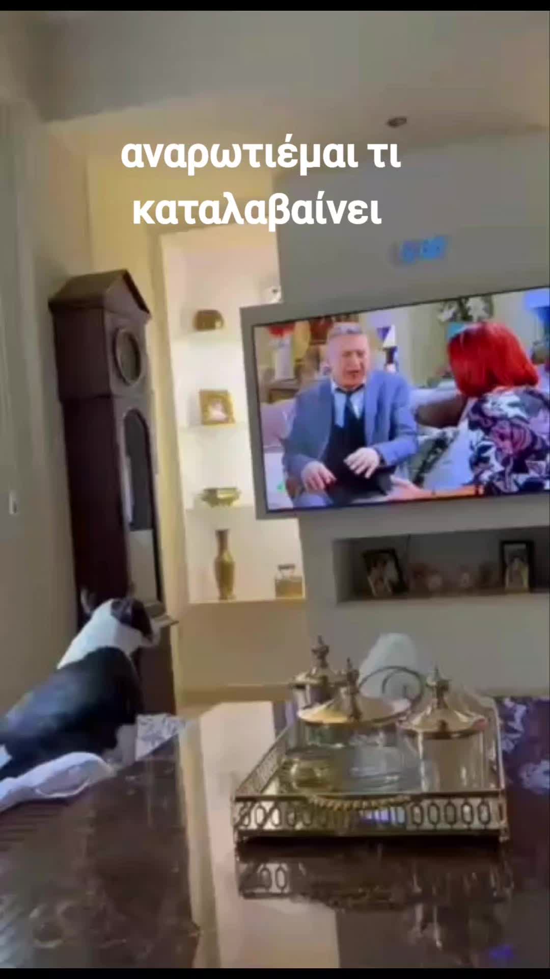 @zizel Bull terrier