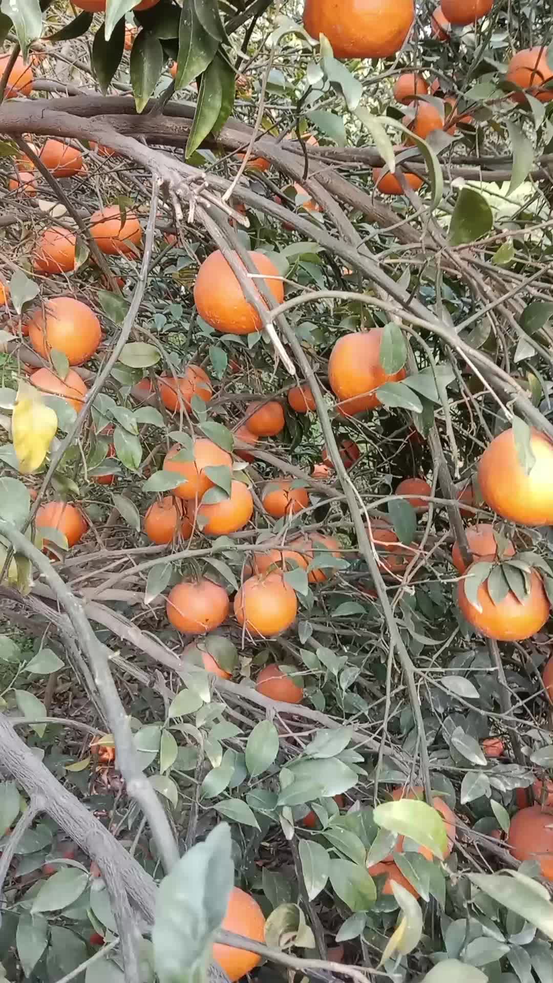 @Brand Orange 🍊