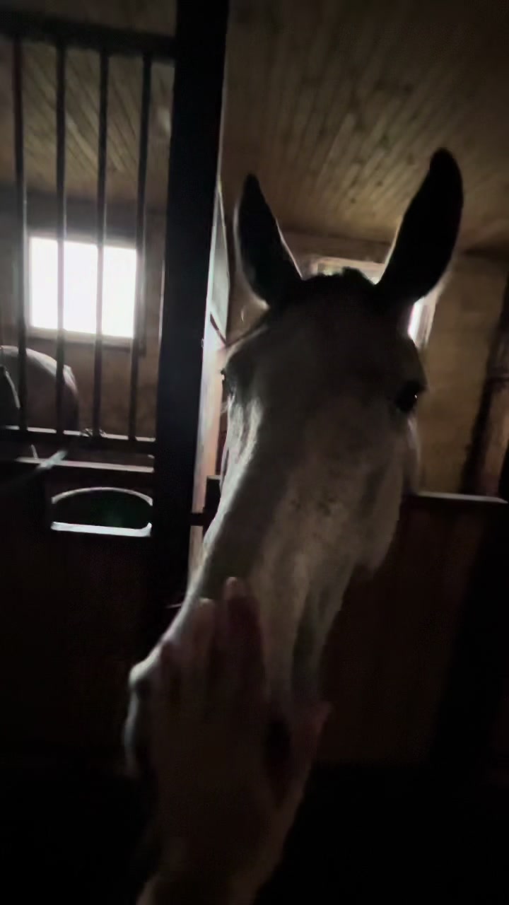 @🐴