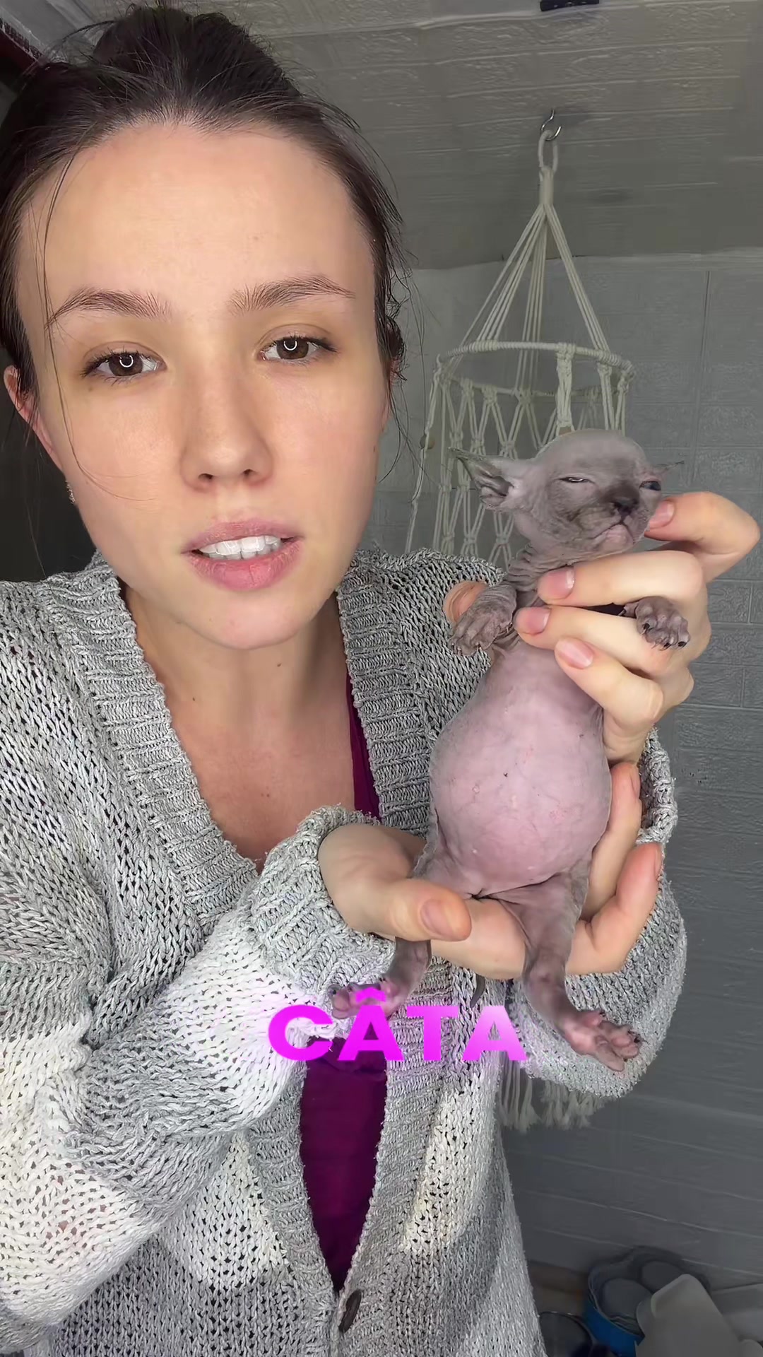 @Diana Ciortan Sphynx Romania