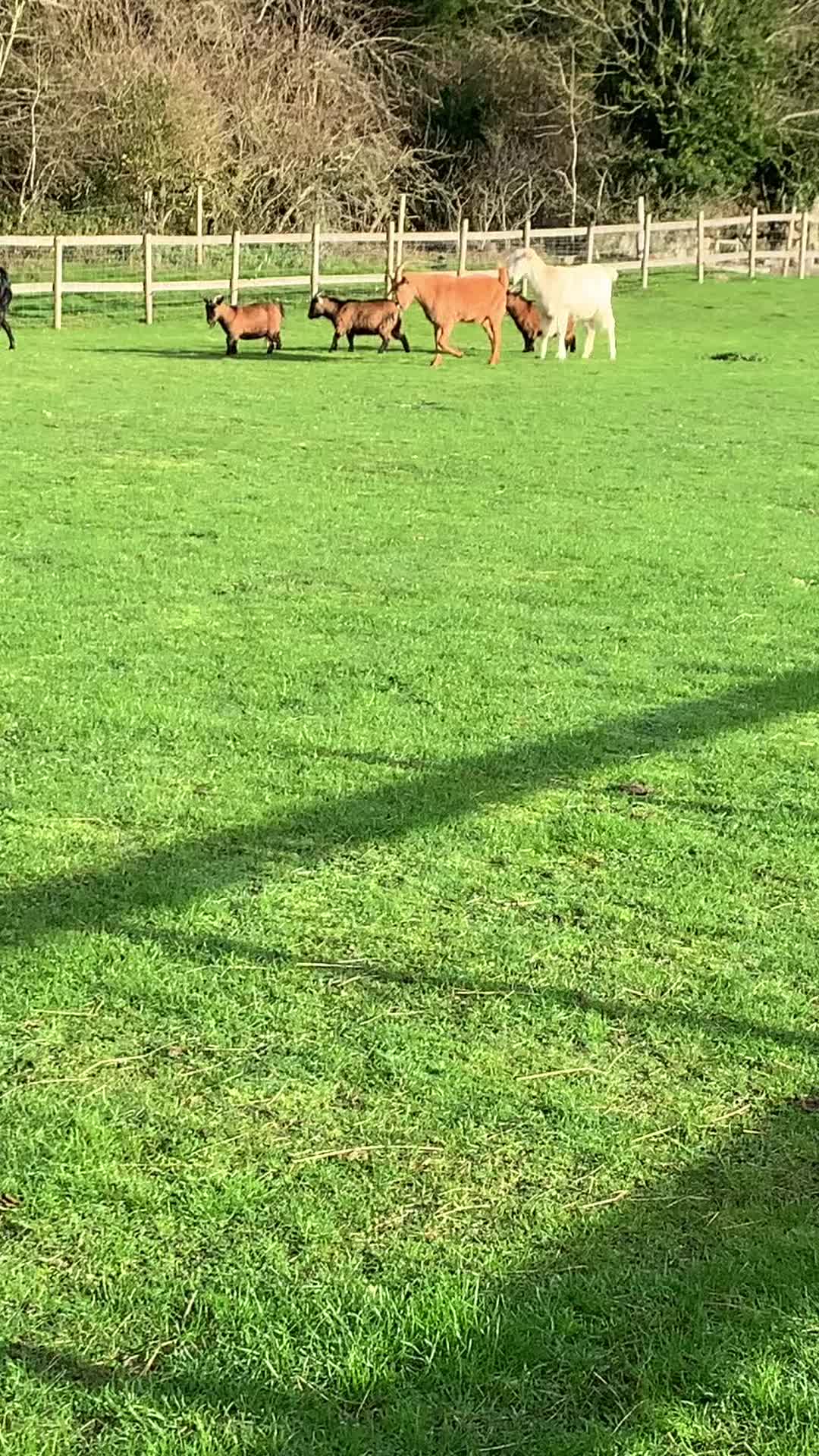 @Walnut Tree Farm
