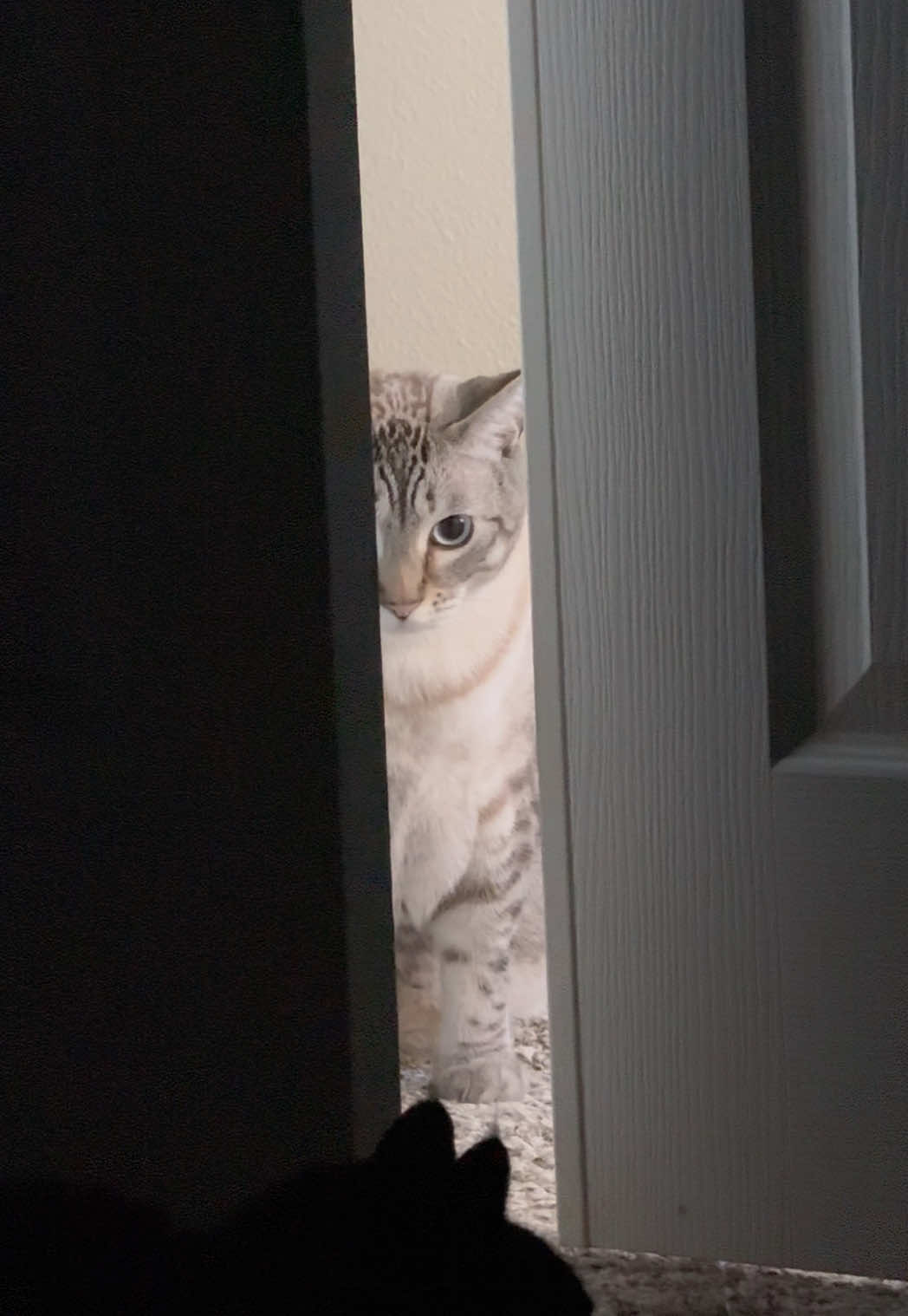 @furtastic4cats