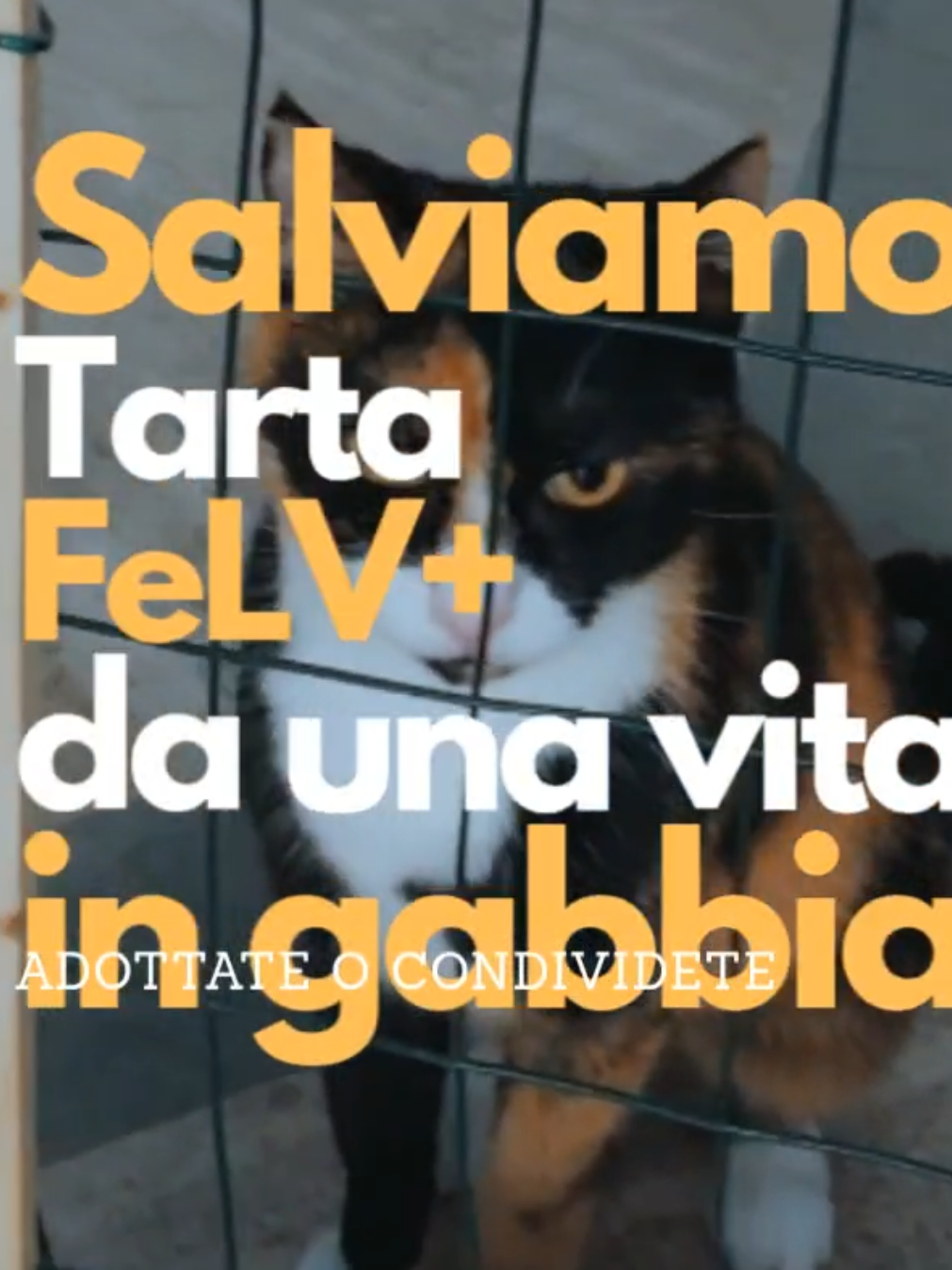 @Federica