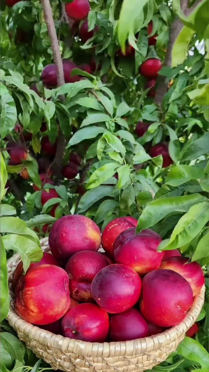 @Zortrax Agriculture Inc