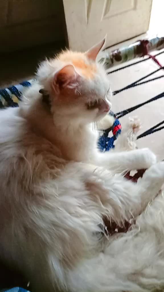 @࿇♥𝕄𝕒𝕙𝕚♥࿇