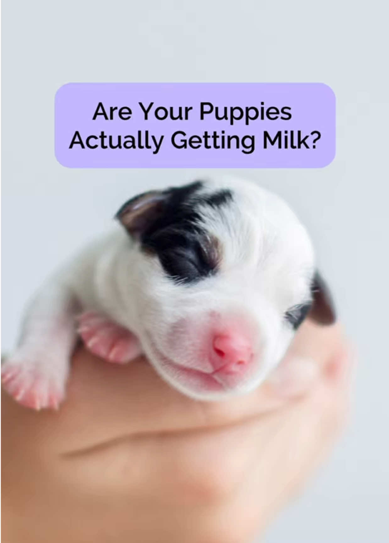 @Tracey | Breeder Mentor