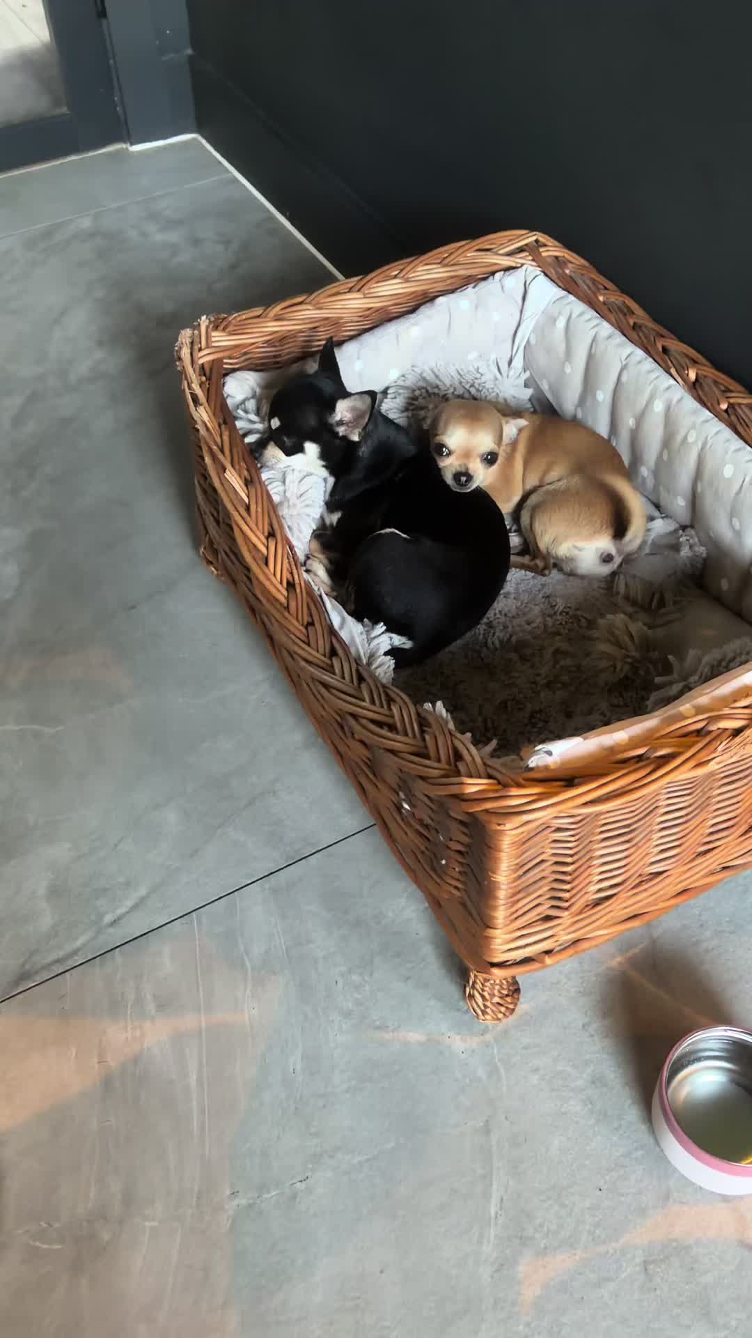 @Suffolk Chihuahuas