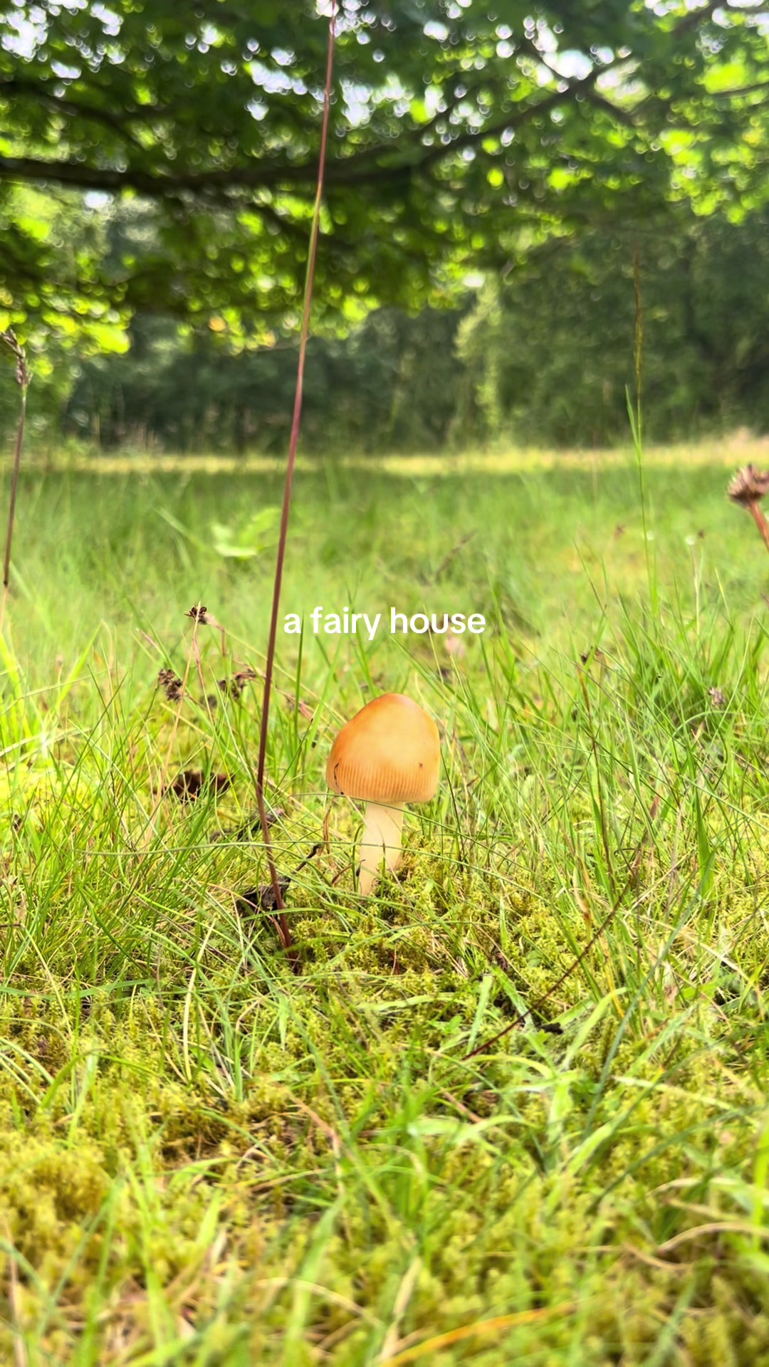 @Julia 🧚♀️💫🌿
