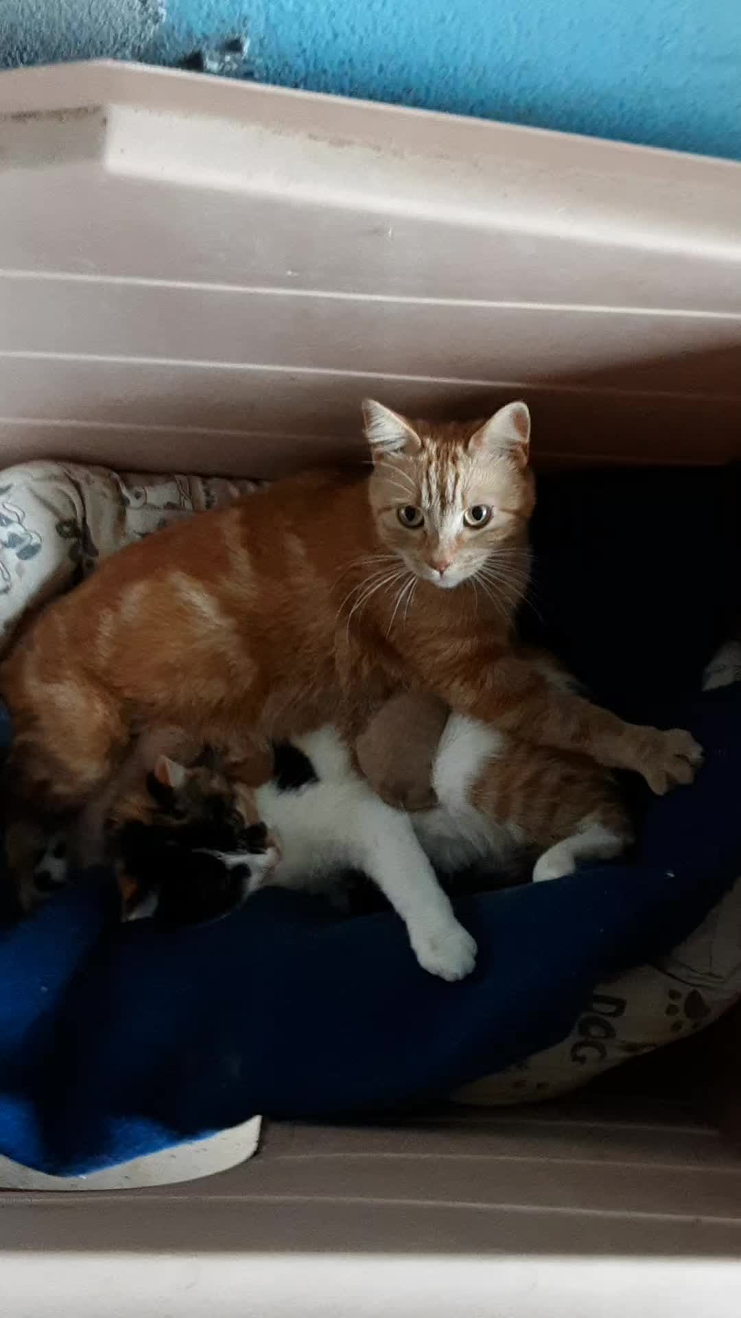 @Magic♥️Pets