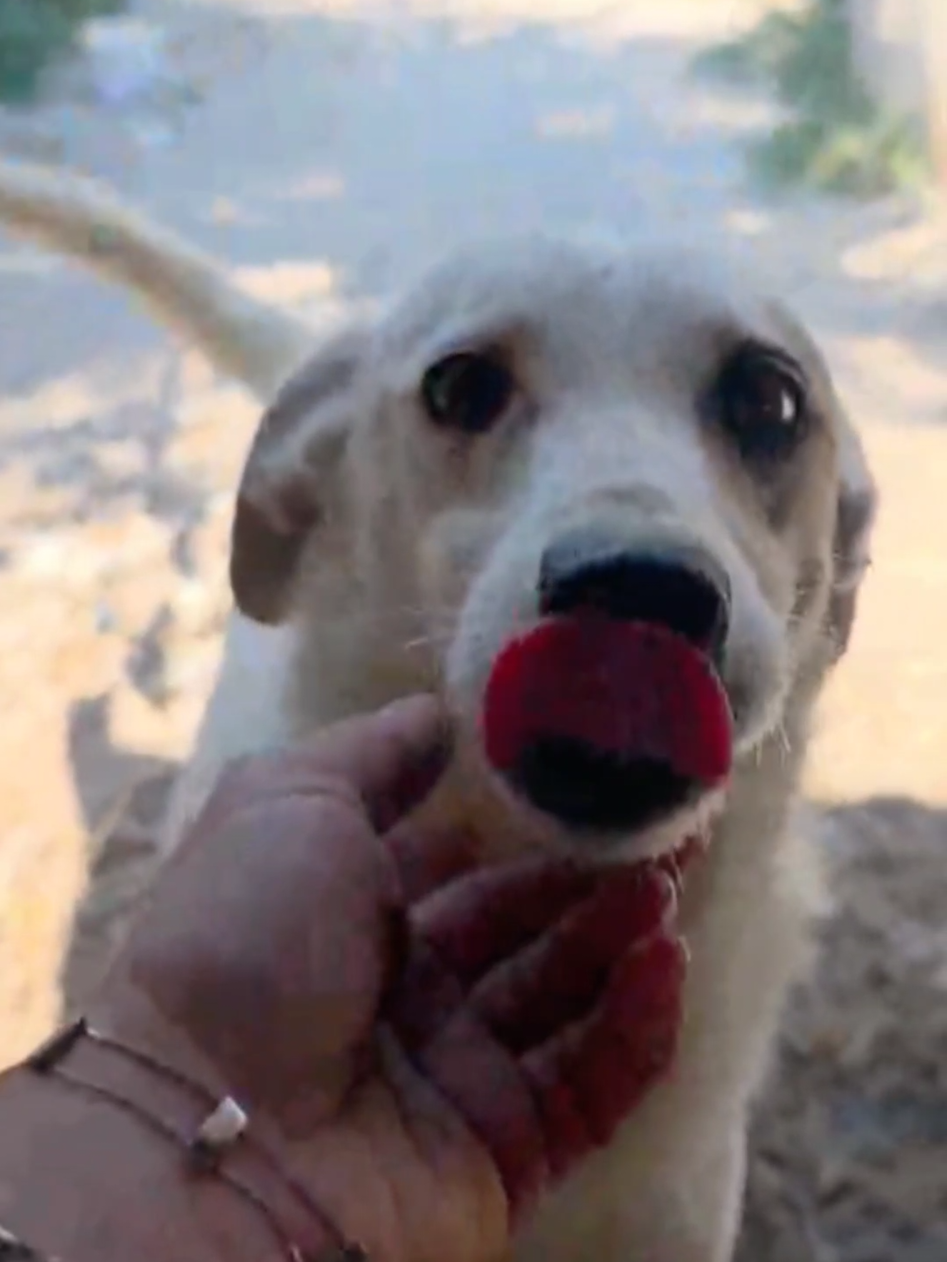 @Greek Animal Rescue
