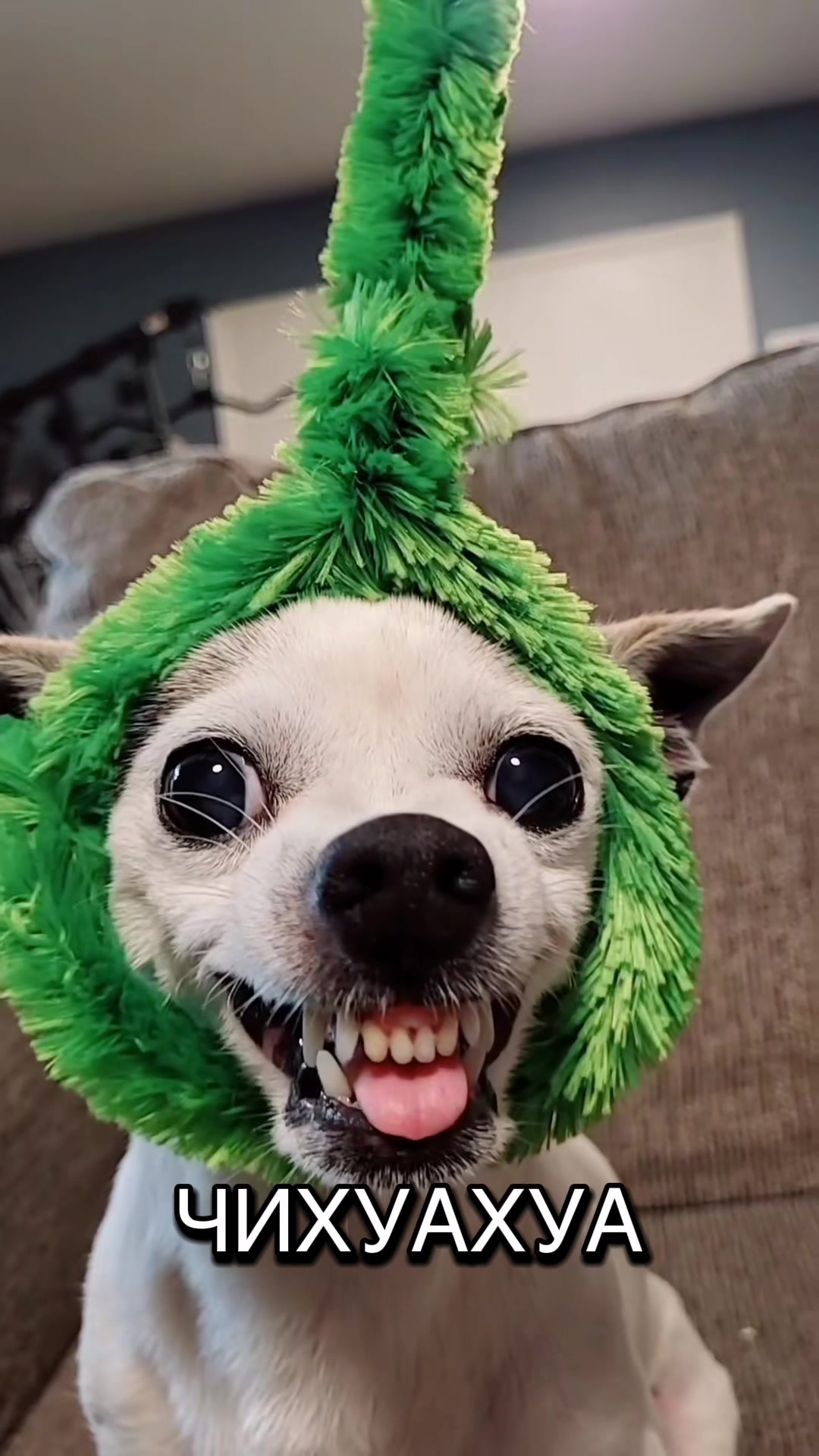 @Пушистики🐶