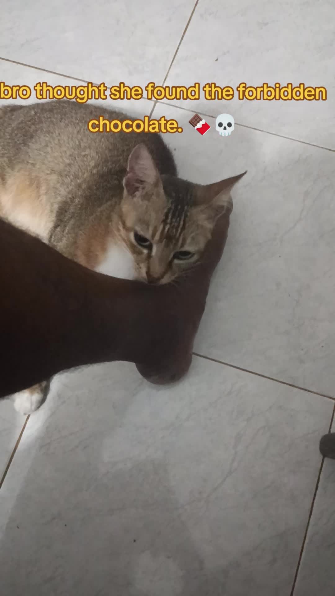 @DailyDoseOfKittyUK