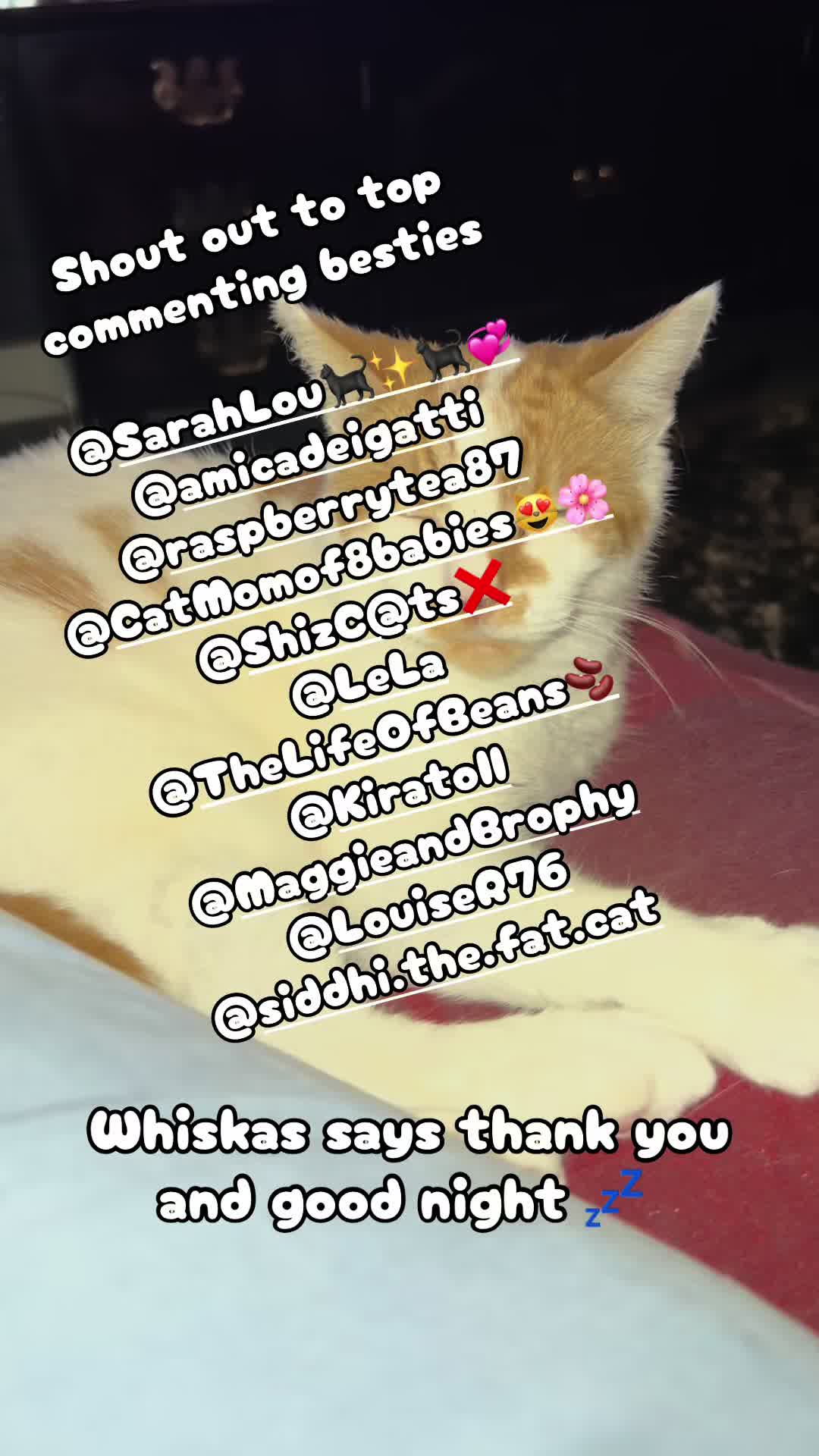 @crazycatladyxfour