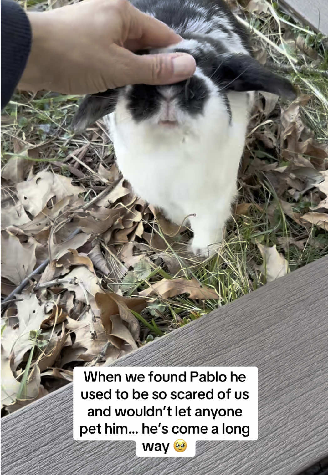 @Pablo the rabbit