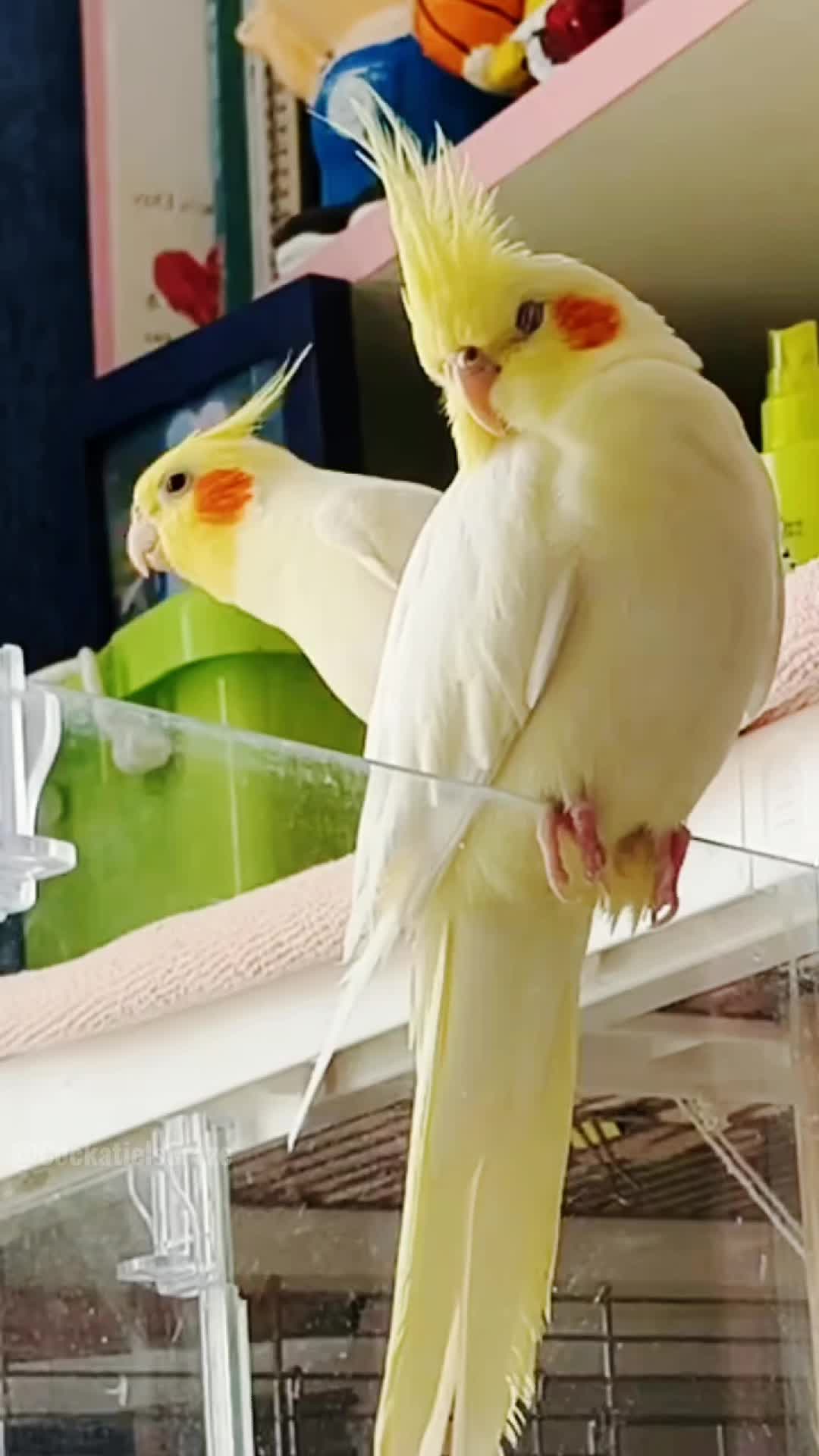 @Cockatiels Craze