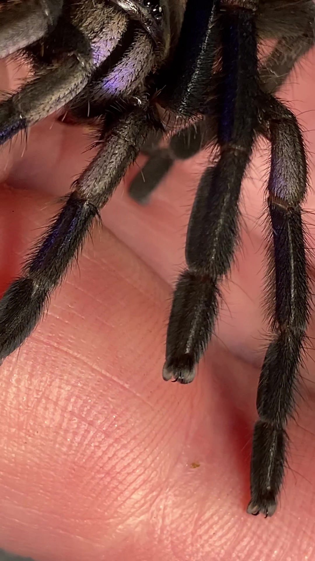 @🕷️𝓛𝓪𝓭𝔂𝓢𝓬𝓪𝓻𝓮🕷️