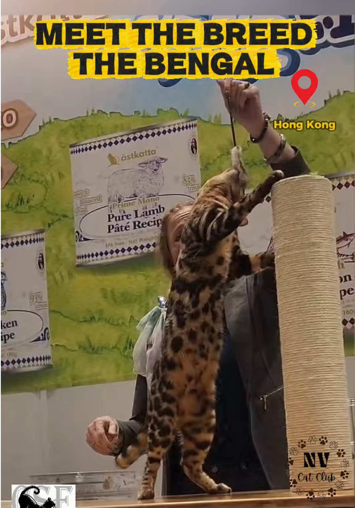 @NewVisionCatClub