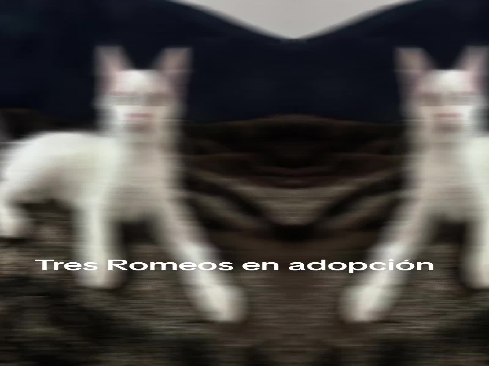 @Ronporsiempre