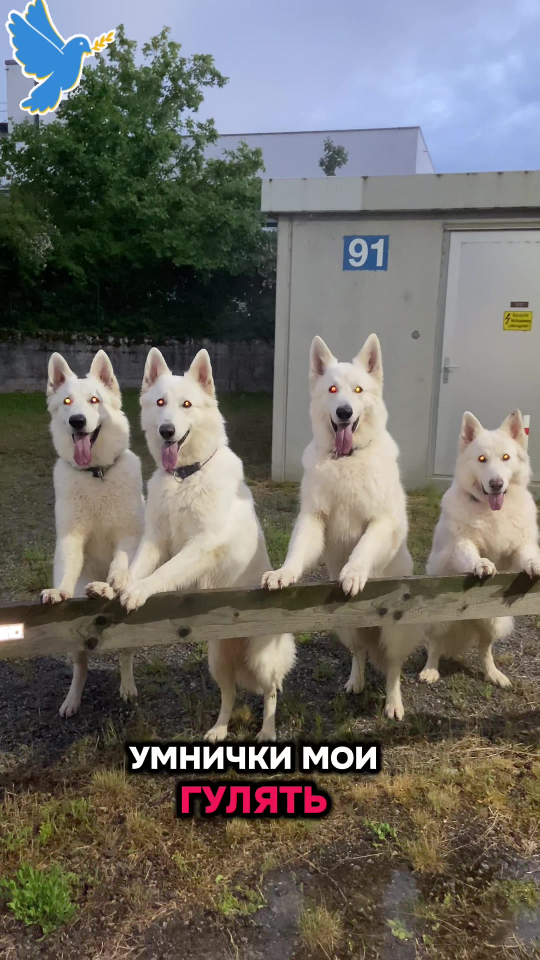 @white_ange_dog