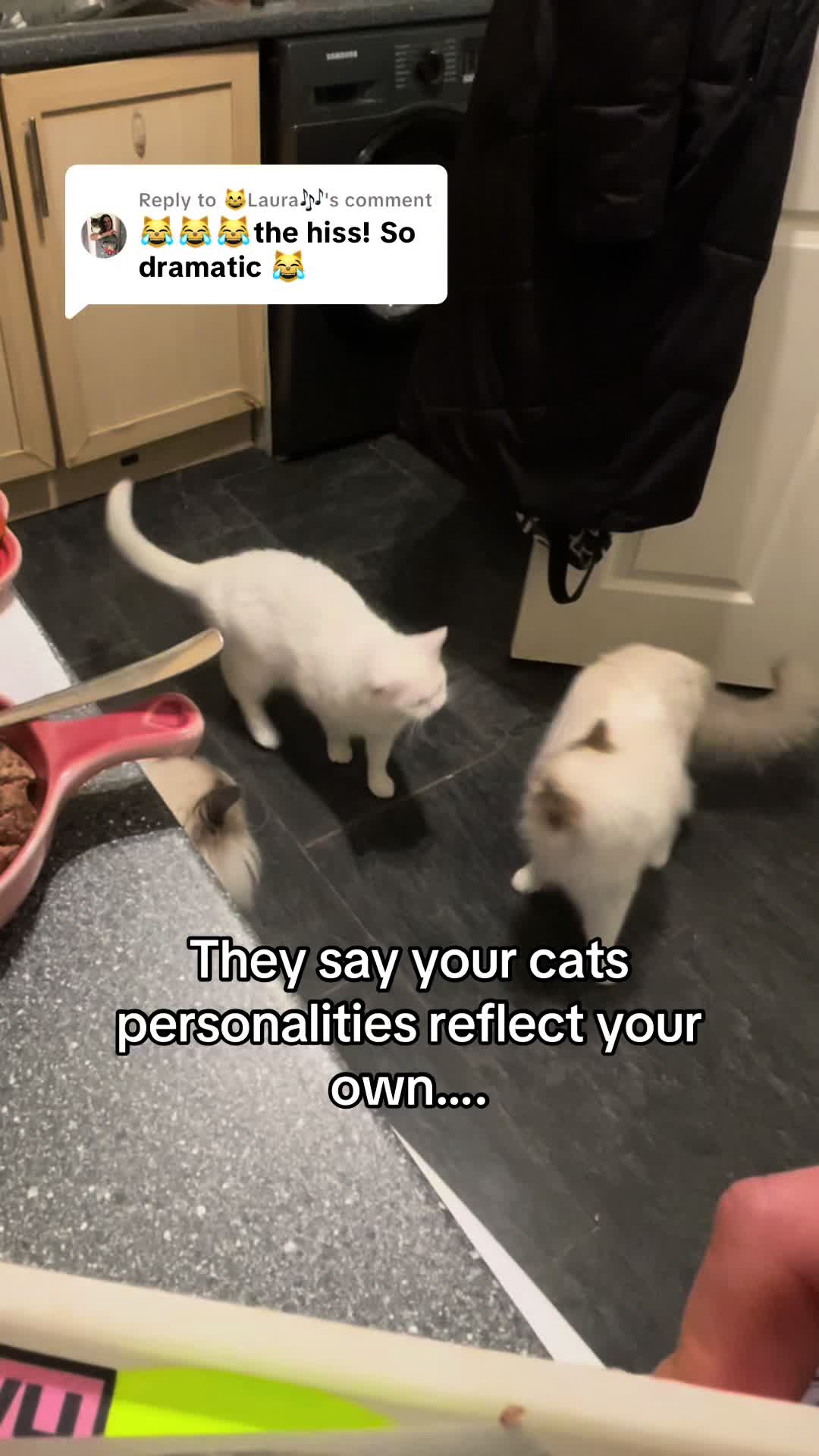 @TheFancyCatsWorld