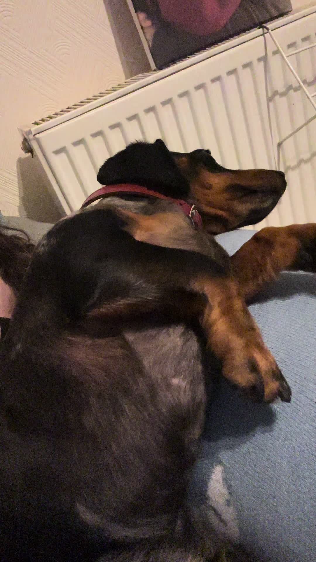 @dibblydobbly_dax