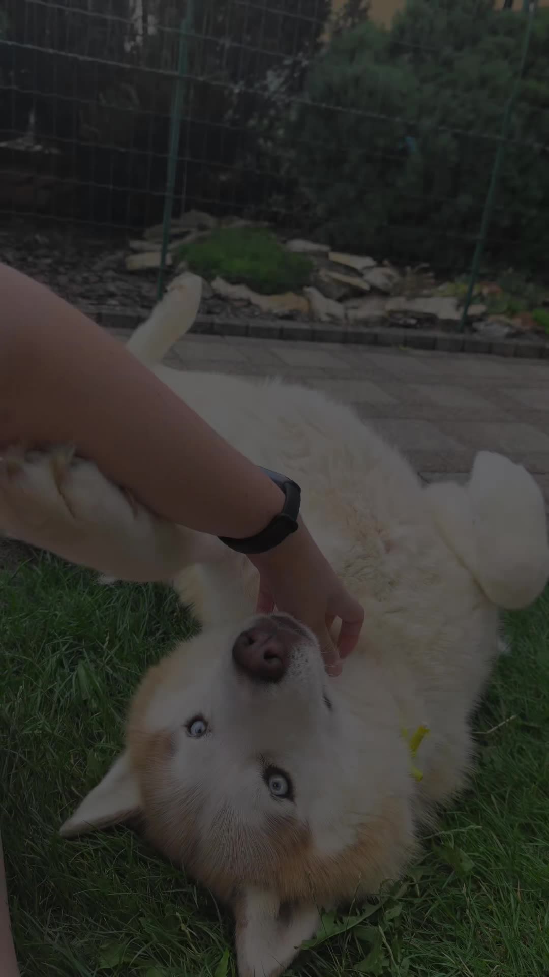@Marianni and her husky dogs