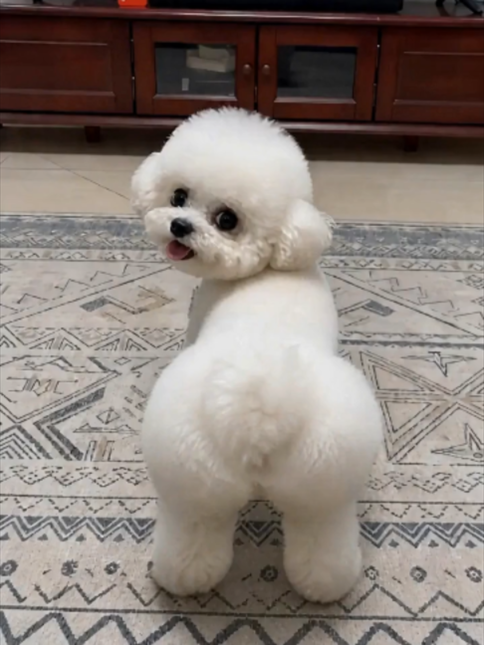 @bandly_pet
