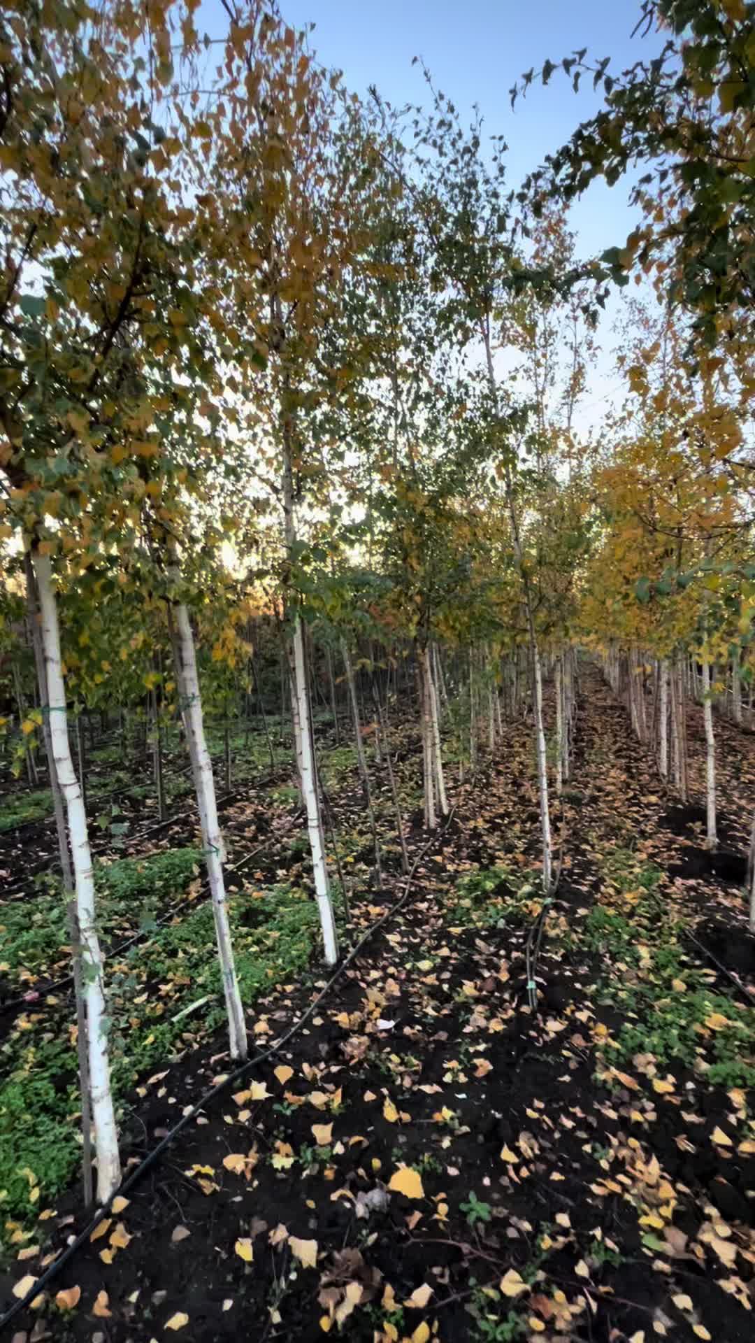 @Plantează