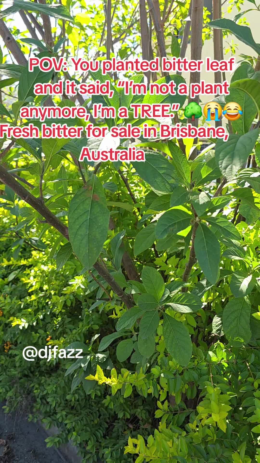 @DJFAZZ 🇳🇬🇦🇺🇫🇮🇬🇲