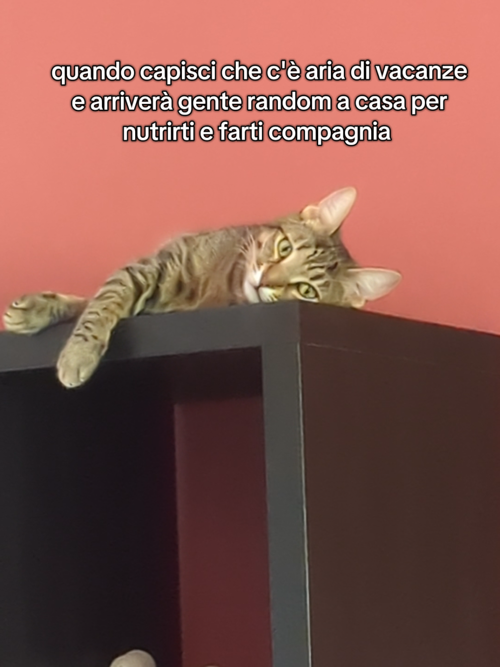 @Lello The Cat