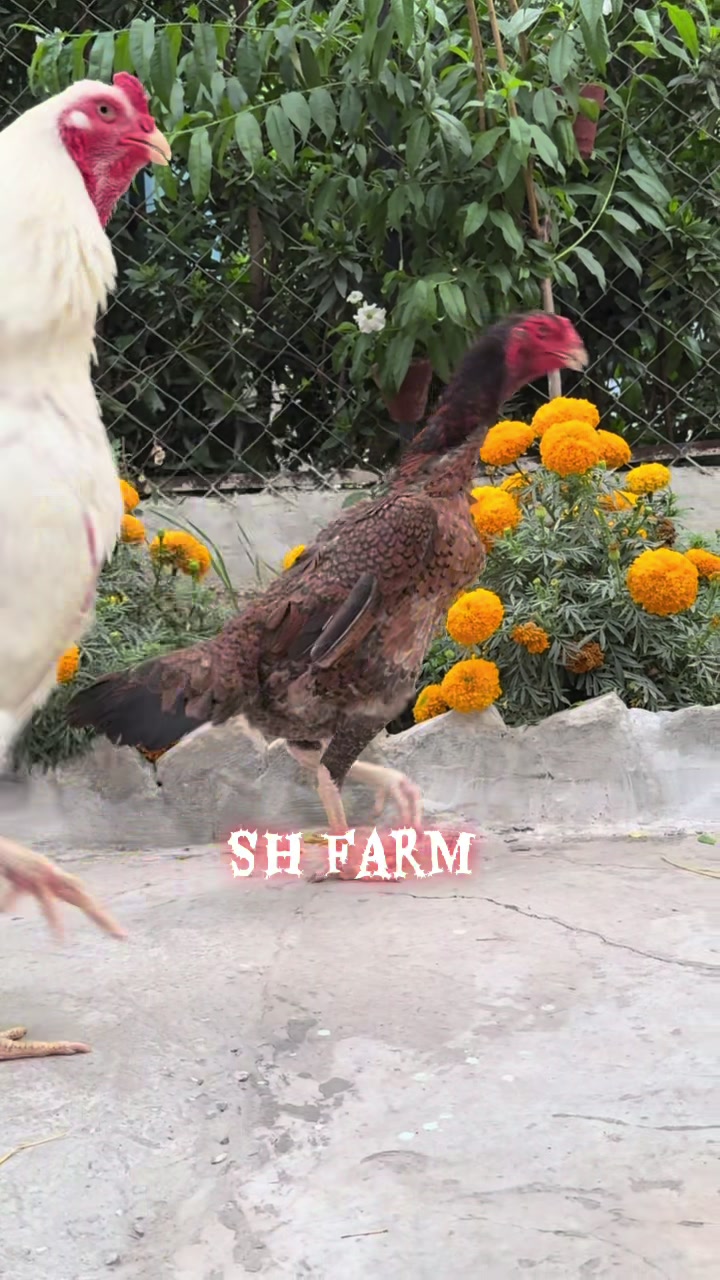 @SH Farm