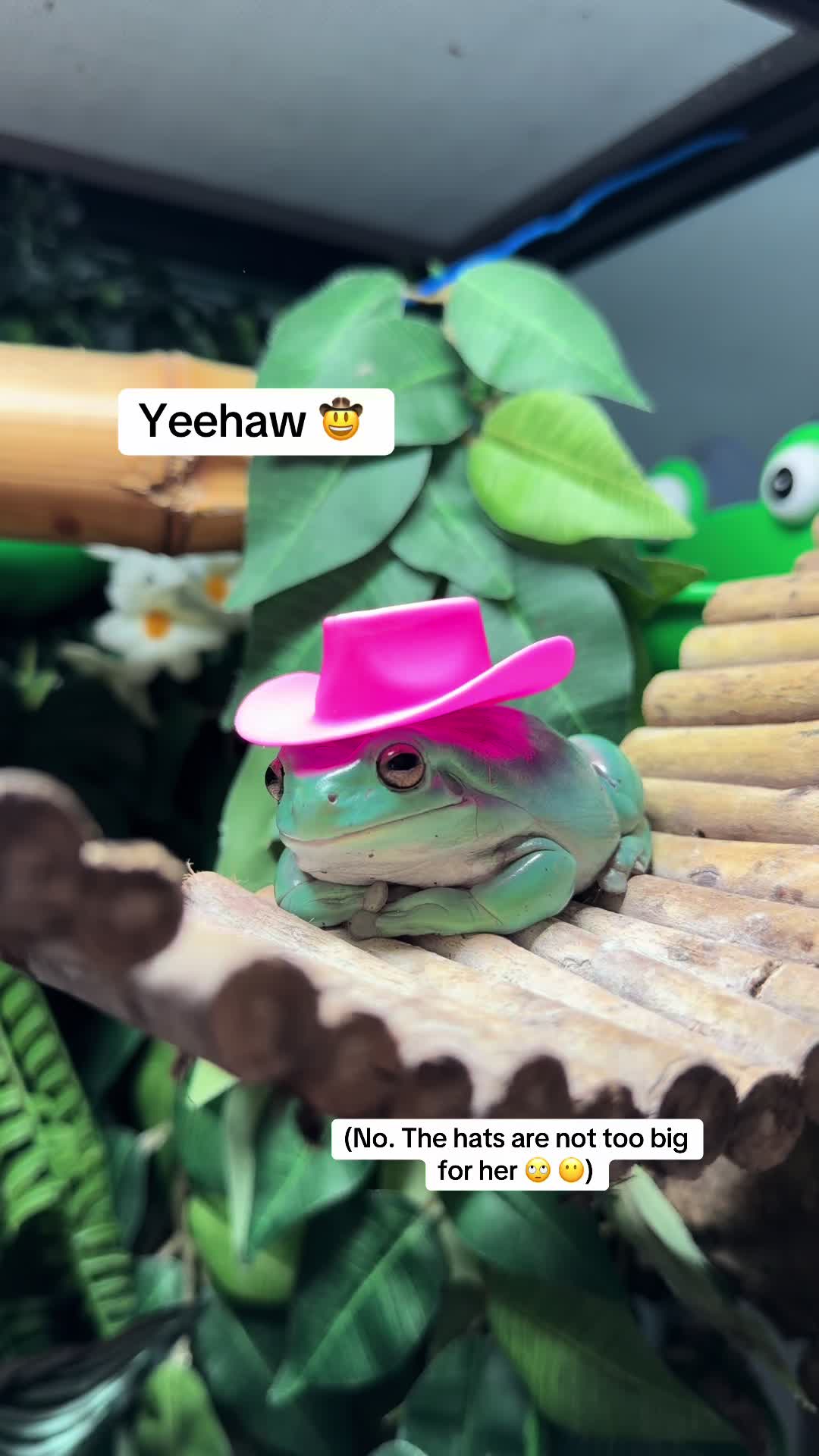 @frogsandoddities