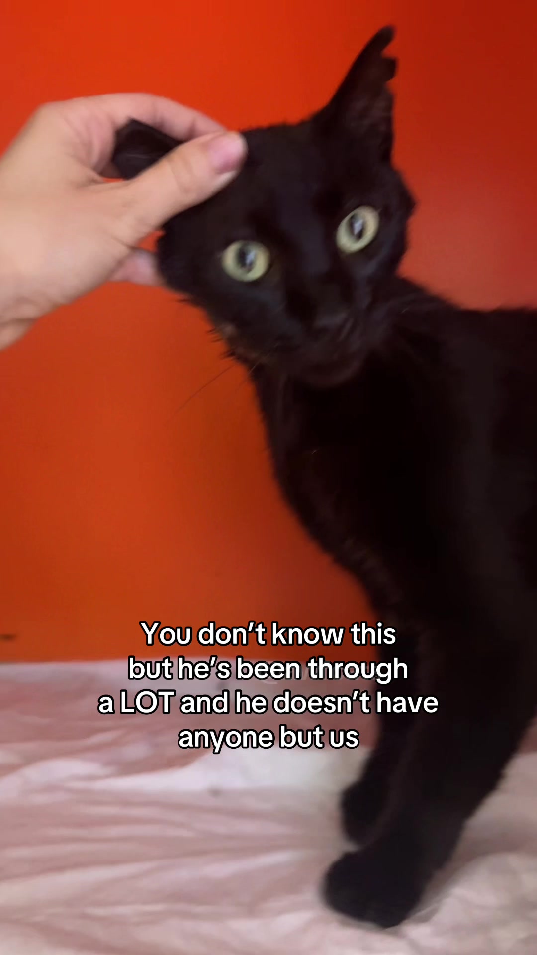 @AWF Cats