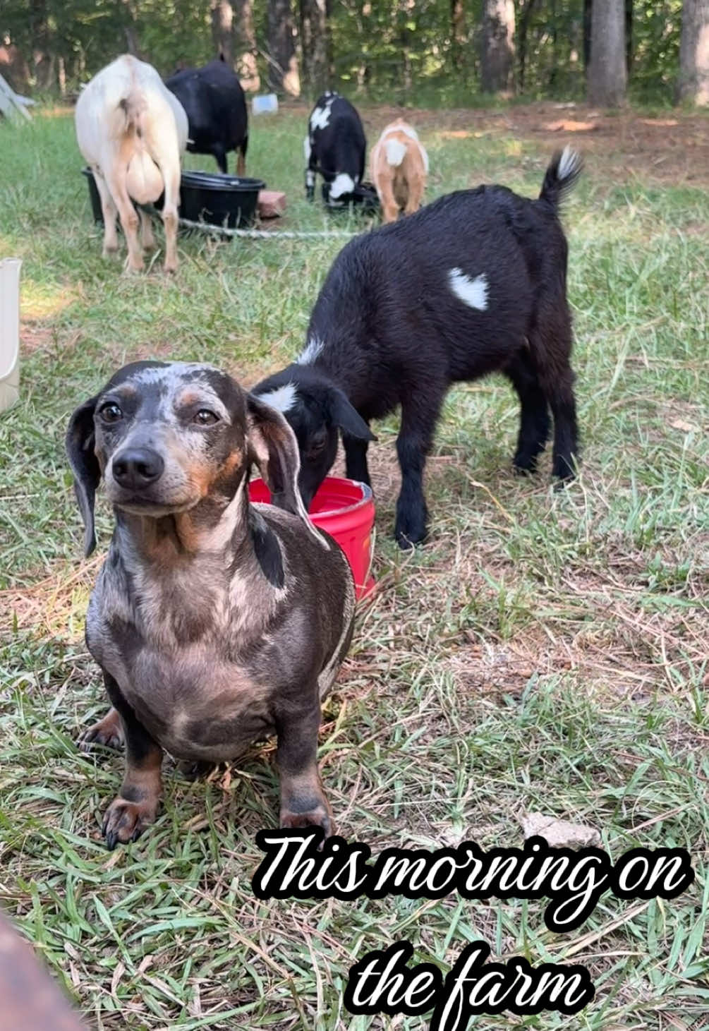 @Sierra_TSWFarms - 🐐🥛🐝