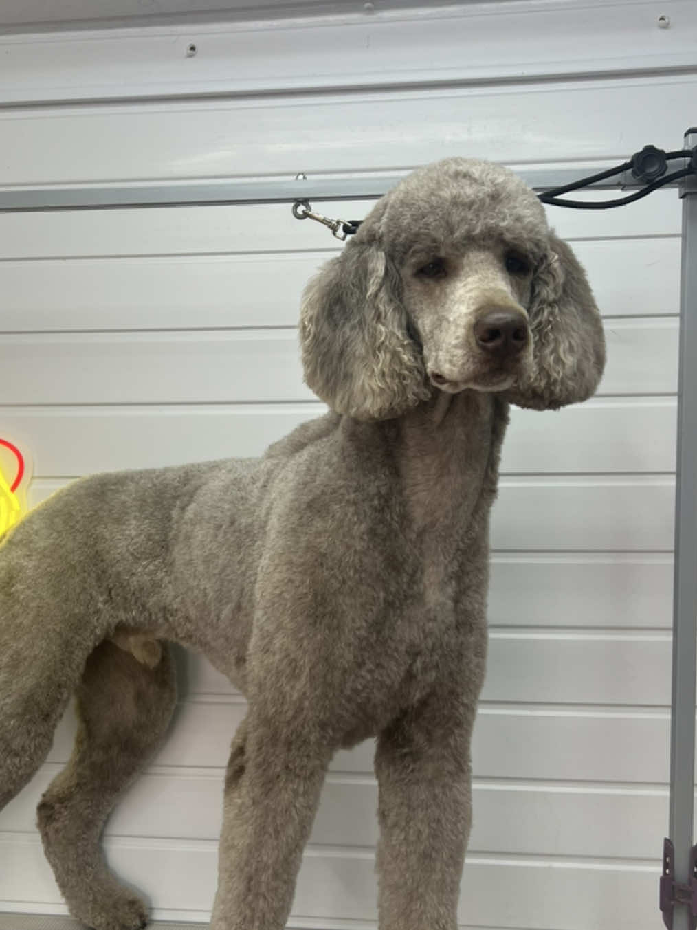 @Sion’s Dog Grooming 🐾